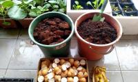 6 lợi ích quý giá từ vỏ trứng gà, số 1 nhiều người không biết